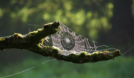 Spinnennetz gehalten Anke Schwarz